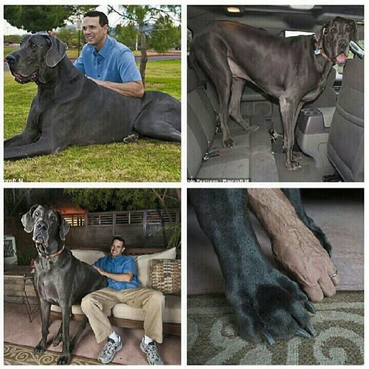 El perro mas grande del mundo. - meme