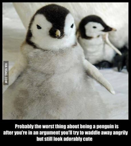 Penguins... - meme