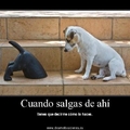 perros