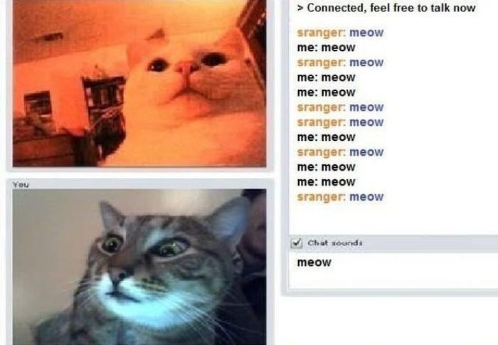 Meow? - meme
