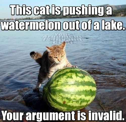 Cat watermelon  - meme