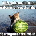 Cat watermelon 
