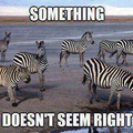 Stupid zebras