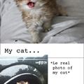 I LOVE Me my cats...