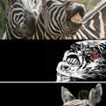 esa es mi zebra
