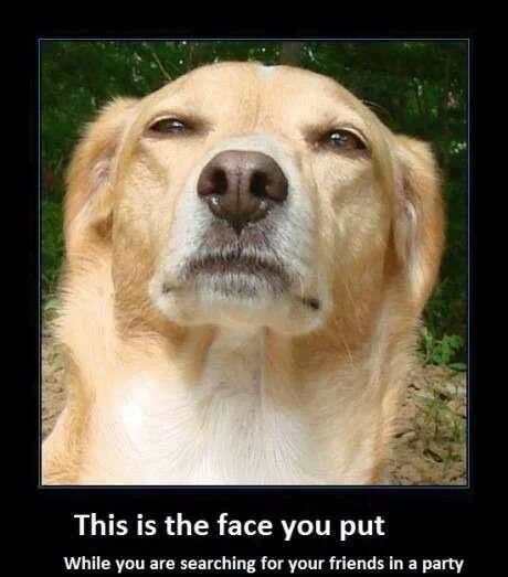 dogs style - meme