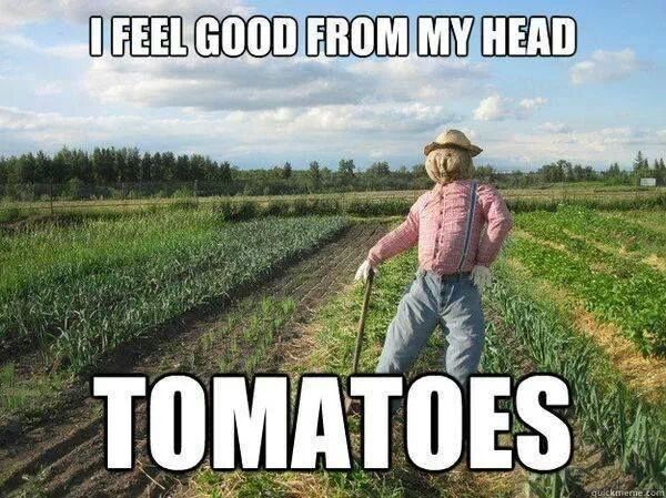 Tomatoes! - meme