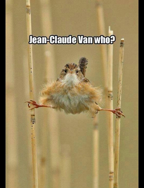 Jean Claude van dam bird - meme