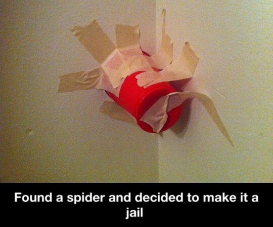 Spider jail - meme
