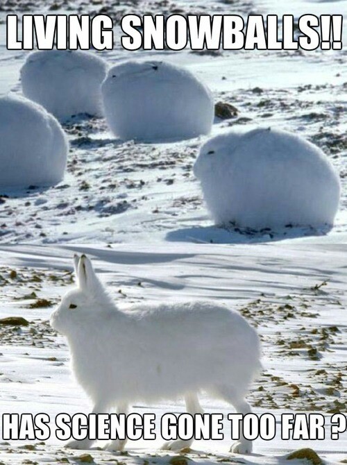 They are called arctic hares - meme