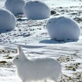 They are called arctic hares