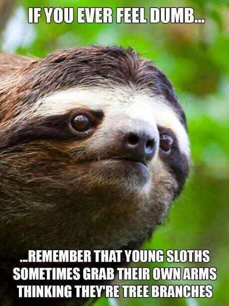Did the sloth - meme