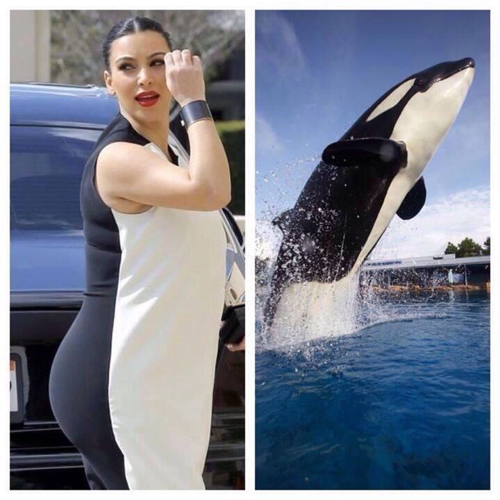 Fat lady VS Whale - meme