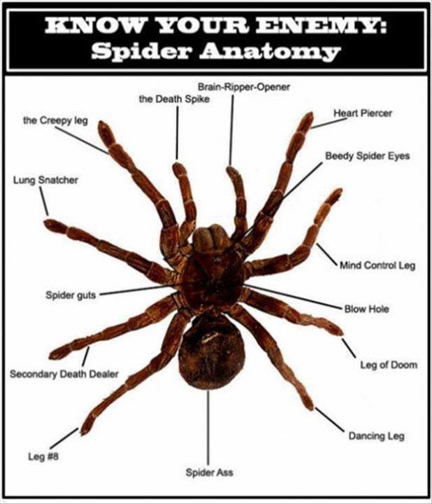 spider-fucking