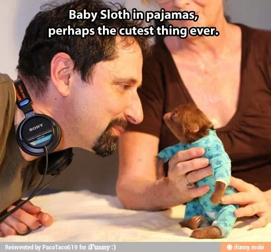 How bout a baby sloth? - meme