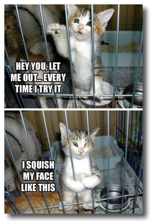 PETA should use this  - meme