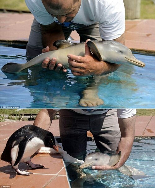 baby dolphin to brighten your day :) - meme