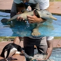 baby dolphin to brighten your day :)