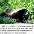 Honey badger doesn't give a shit