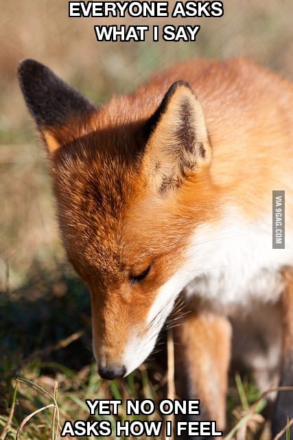 what does the fox say... - meme