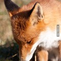 what does the fox say...