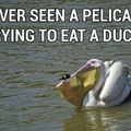 poor duck