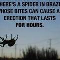 I eat a spider before sex.   ................................ JK