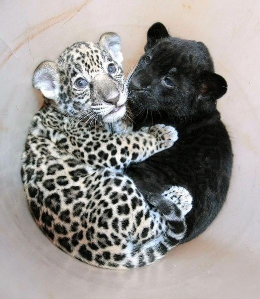 Baby Cheetha and baby black panther hug - meme