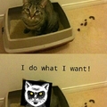 Stupid cat!
