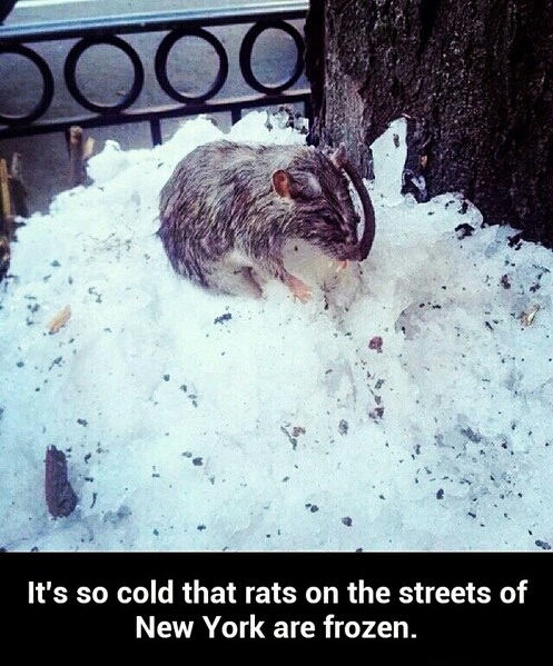 Rats streets of NY - meme