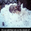 Rats streets of NY
