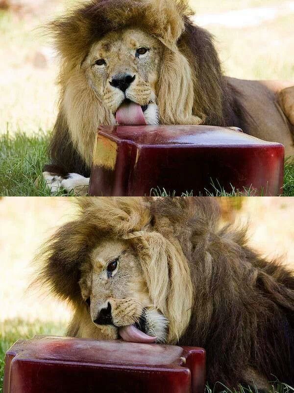 thats a blood ice cube.. they were given to the lions in a heatwave in Australia - meme
