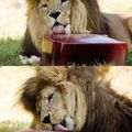 thats a blood ice cube.. they were given to the lions in a heatwave in Australia