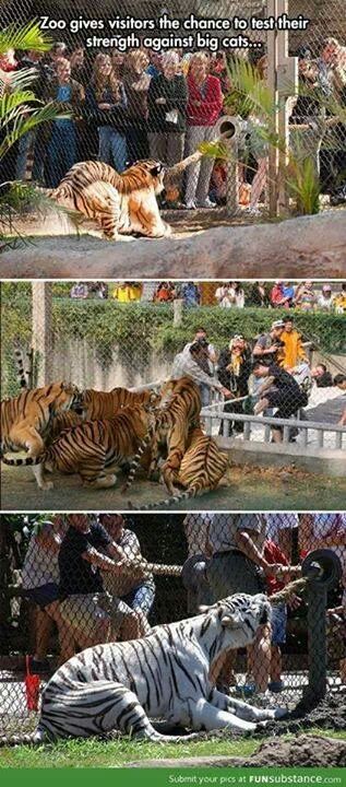 Zoológico Donde Pruebas Tu Fuerza Contra Los Animales - meme