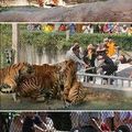 Zoológico Donde Pruebas Tu Fuerza Contra Los Animales