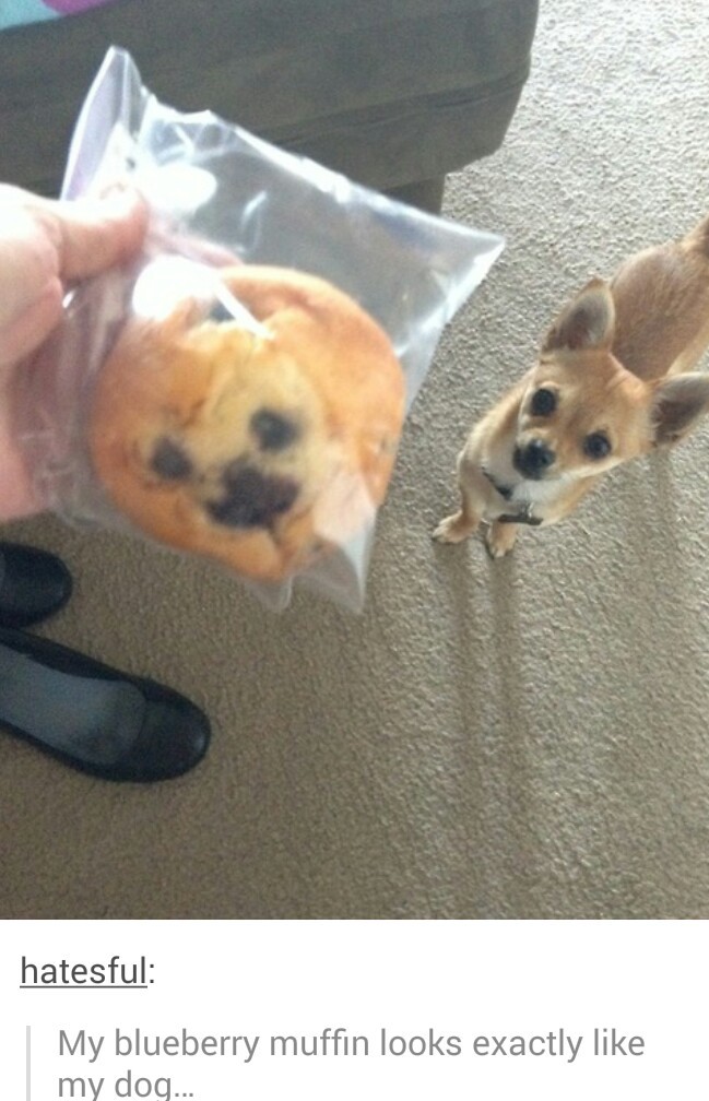 I wanna eat it! The cookie..not the dog - meme