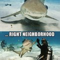 Favorite kind of shark?