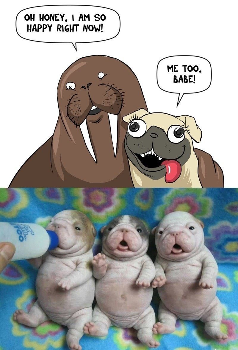 I just love the puppies, not the top... - meme