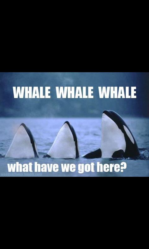 whales - meme