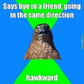 Hawkward