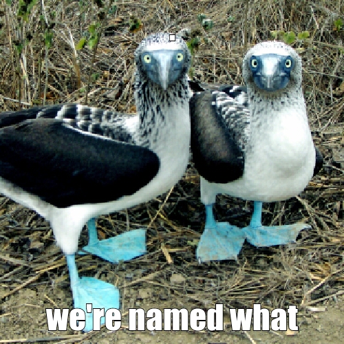 blue footed booby bird - meme