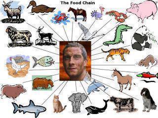 The food chain!! - meme