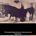 Biggass Bird