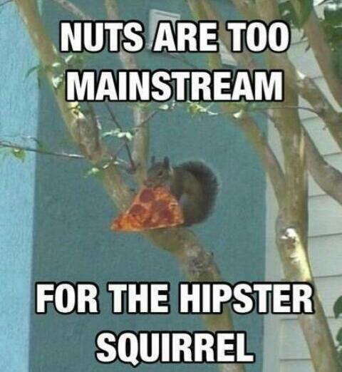 i want to be a hipster squirrel! - meme