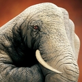 main elephant