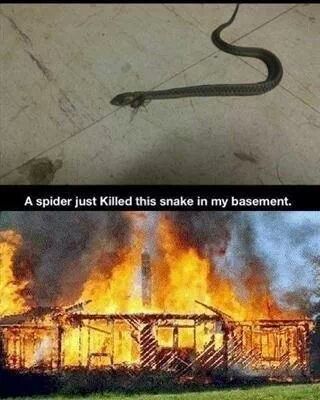 scared of snakes funny