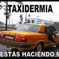 taxidermia