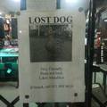 Lost dog.