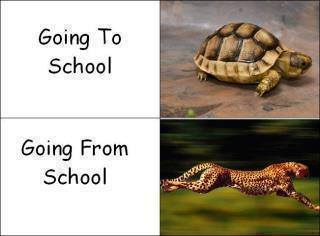 Going to school - meme