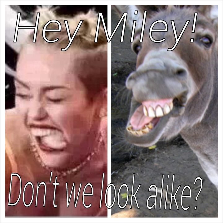 Donkey - meme